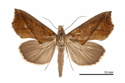 肖金裳蛾 Plusiodonta coelonota 雄蟲