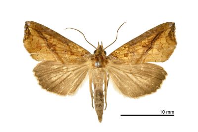 肖金裳蛾 Plusiodonta coelonota 雄蟲