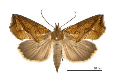 肖金裳蛾 Plusiodonta coelonota 雌蟲