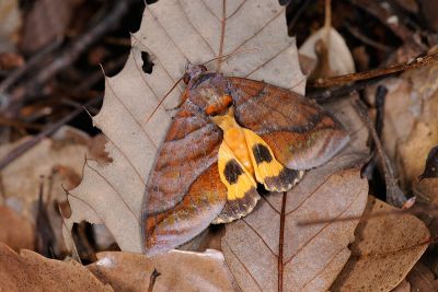 鑲落葉裳蛾 Eudocima homaena 雄蟲