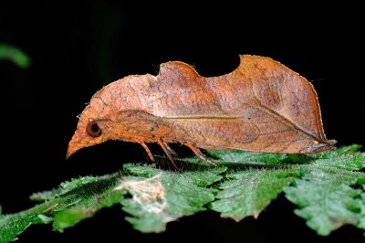 鳥嘴壺裳蛾 Oraesia excavata 雄蟲