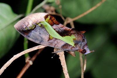 鑲落葉裳蛾 Eudocima homaena 雌蟲