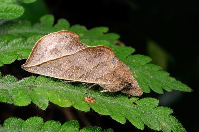 癤角壺裳蛾 Calyptra minuticornis bisacutum 雄蟲