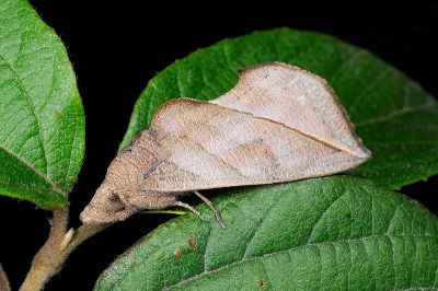 癤角壺裳蛾 Calyptra minuticornis bisacutum 雄蟲