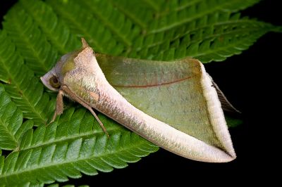 豔葉裳蛾 Eudocima salaminia 雄蟲