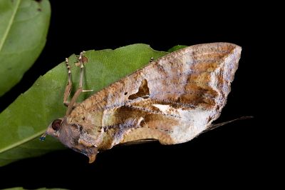 落葉裳蛾 Eudocima phalonia 雌蟲