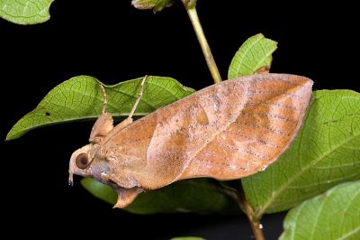 落葉裳蛾 Eudocima phalonia 雄蟲