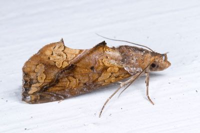 肖金裳蛾 Plusiodonta coelonota 雄蟲