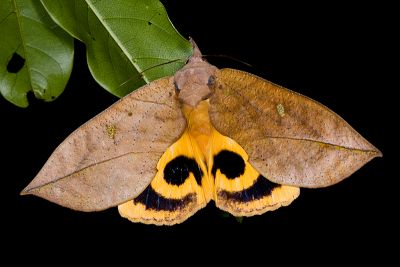 枯落葉裳蛾 Eudocima tyrannus 雄蟲
