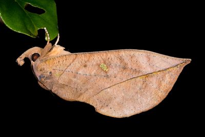枯落葉裳蛾 Eudocima tyrannus 雄蟲