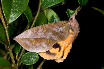 枯落葉裳蛾 Eudocima tyrannus 雄蟲