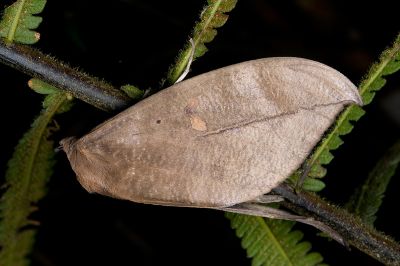 黃帶擬葉裳蛾 Phyllodes eyndhovii 雄蟲