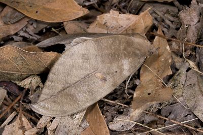 黃帶擬葉裳蛾 Phyllodes eyndhovii 雄蟲