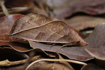 鑲邊壺裳蛾 Calyptra orthograpta 性別不明