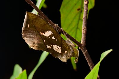 斑落葉裳蛾 Eudocima hypermnestra 雌蟲
