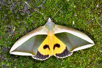 豔葉裳蛾 Eudocima salaminia 雄蟲