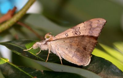 佩裳蛾 Oxyodes scrobiculata 雄蟲