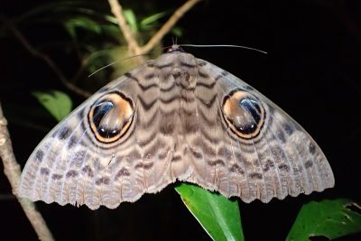 巨目裳蛾 Erebus macrops 雌蟲