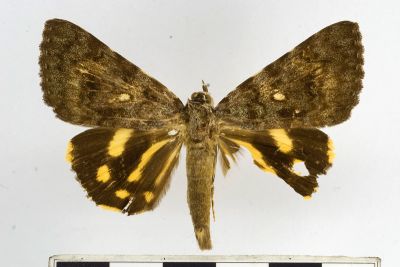 鶚裳蛾 Catocala pataloides 雄蟲
