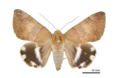 飛揚阿裳蛾 Achaea janata 雄蟲