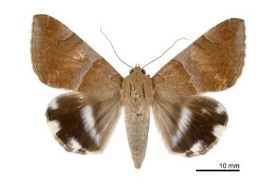 飛揚阿裳蛾 Achaea janata 雄蟲