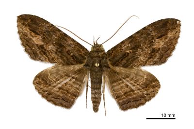 亂紋裳蛾 Anisoneura salebrosa 雄蟲