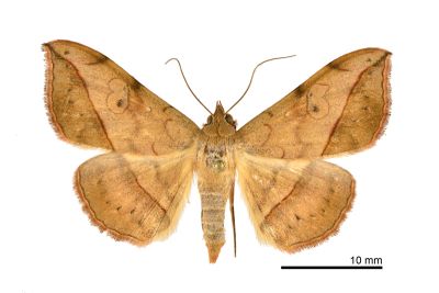 腎雙圈裳蛾 Anticarsia irrorata 雌蟲