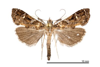 黃腎窄翅鬚裳蛾 Arrade ostentalis 雄蟲