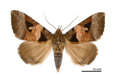 華宇裳蛾 Avatha chinensis 雌蟲