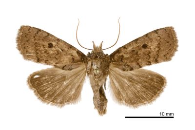 黑點元裳蛾 Avitta puncta 雄蟲