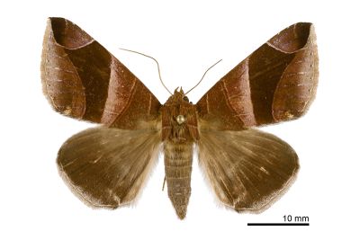 銳堡裳蛾 Bastilla acuta acuta 雄蟲