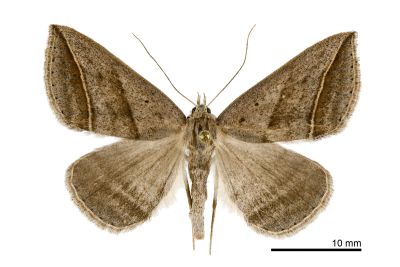雙線幅裳蛾 Blasticorhinus bifasciata 雄蟲