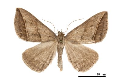雙線幅裳蛾 Blasticorhinus bifasciata 雌蟲