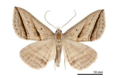 雙線幅裳蛾 Blasticorhinus bifasciata 雄蟲
