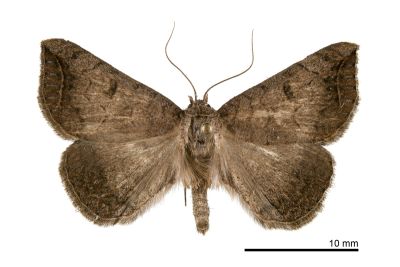 流紋幅裳蛾 Blasticorhinus rivulosa 雄蟲