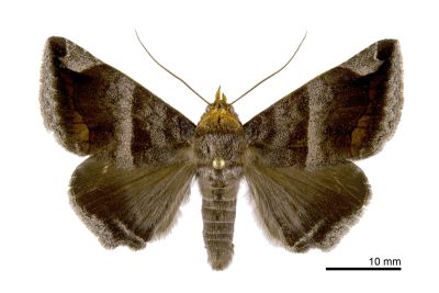 紫棕埔裳蛾 Buzara onelia 雄蟲