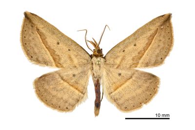 阿里山挫裳蛾 Carsina arizanensis 雄蟲