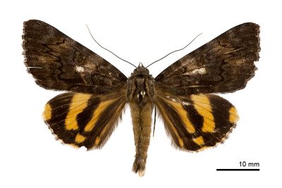白點藍黛裳蛾 Catocala dejeani owadai 雄蟲