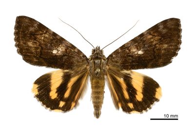 白點藍黛裳蛾 Catocala dejeani owadai 雄蟲