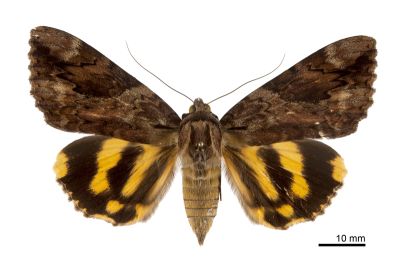 寶島裳蛾 Catocala formosana 雌蟲