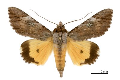 斑裳蛾 Catocala macula macula 雄蟲