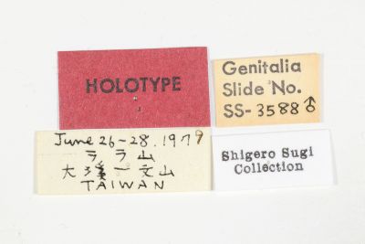 長野氏裳蛾 Catocala naganoi