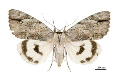 後雪裳蛾 Catocala nivea asahinaorum 雌蟲