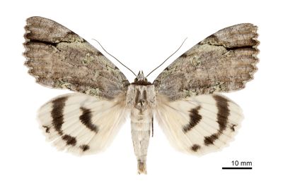 後雪裳蛾 Catocala nivea asahinaorum 雄蟲