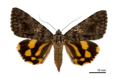鶚裳蛾 Catocala pataloides 雌蟲