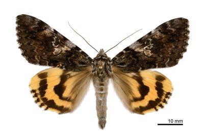 白水氏裳蛾 Catocala shirozui 雄蟲