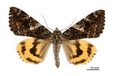 白水氏裳蛾 Catocala shirozui 雄蟲