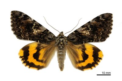 白水氏裳蛾 Catocala shirozui 雄蟲