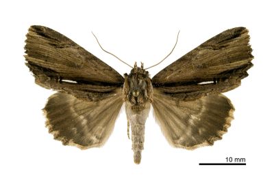 白帶耳裳蛾 Ercheia niveostrigata 雄蟲