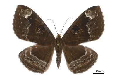 異目裳蛾 Erebus caprimulgus 雌蟲